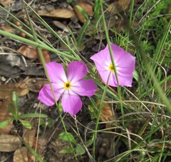 Phlox roemeriana
