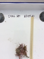 Neogoniolithon spectabile