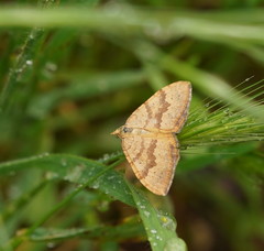 Chrysolarentia insulsata