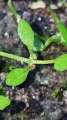 Callitriche terrestris