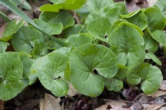 Asarum