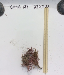 Neogoniolithon spectabile