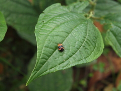 Tropidorhinella