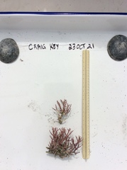 Neogoniolithon spectabile