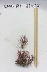 Neogoniolithon spectabile