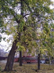 Celtis