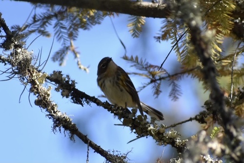 Setophaga coronata image