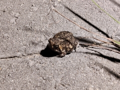 Breviceps passmorei