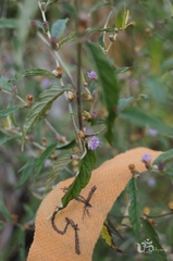 Lepidaploa cotoneaster