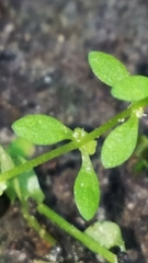 Callitriche terrestris