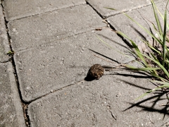 Breviceps passmorei