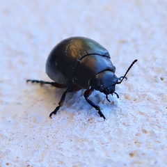 Chrysolina baetica