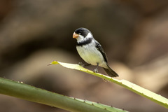 Sporophila albogularis