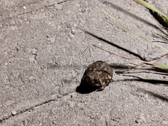 Breviceps passmorei