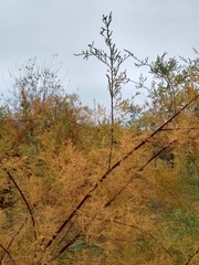 Tamarix