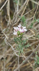 Junellia hookeriana