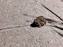 Breviceps passmorei