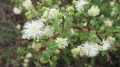 Mimosa farinosa