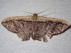 Zythos strigata