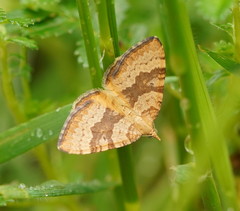 Chrysolarentia insulsata