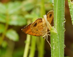 Chrysolarentia insulsata