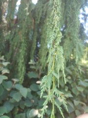 Cupressus nootkatensis