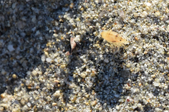 Talitrus platycheles