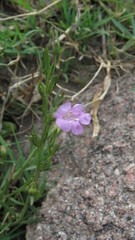 Agalinis communis