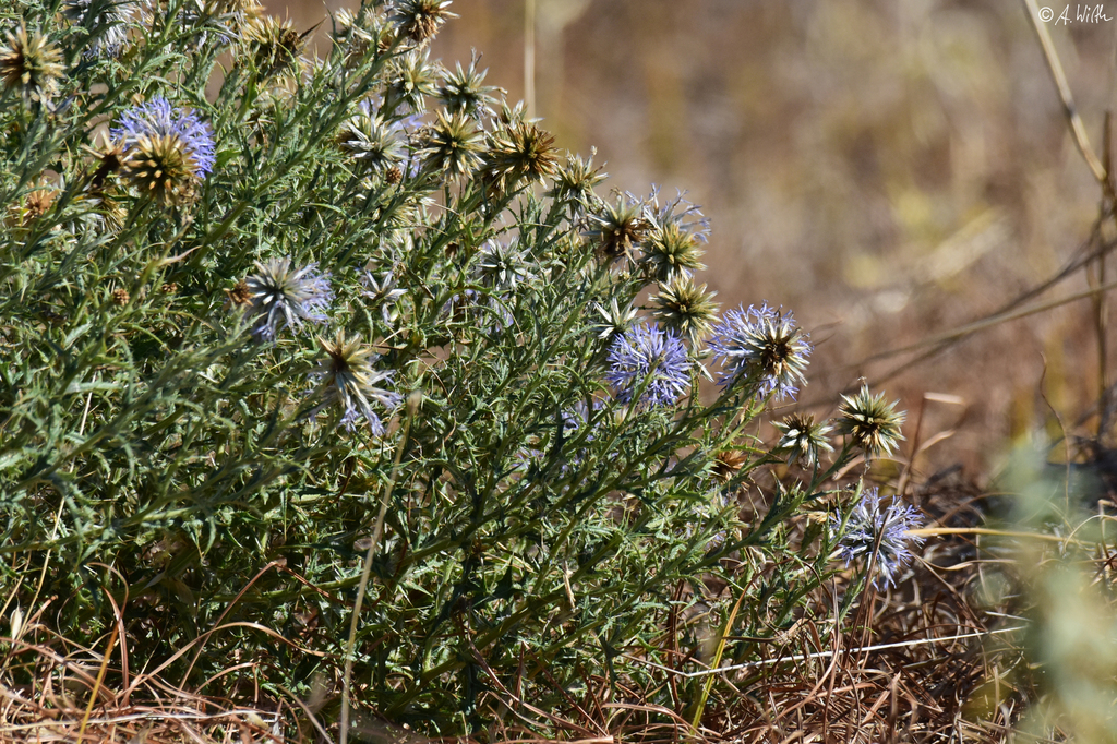 Small-headed Globe-Thistle