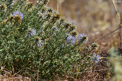 Echinops microcephalus