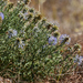 Echinops microcephalus - Photo (c) alexwirth, algunos derechos reservados (CC BY-NC)