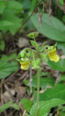 Calceolaria parviflora