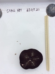 Clypeaster rosaceus