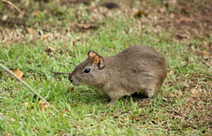Galea spixii