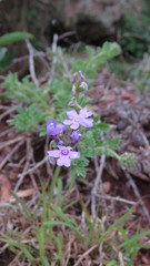 Glandularia venturii