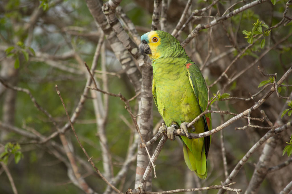 Turquoise-fronted Amazon photo