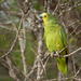 Turquoise-fronted Parrot - Photo (c) Nick Lima, some rights reserved (CC BY-NC), uploaded by Nick Lima