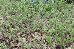 Caryopteris × clandonensis