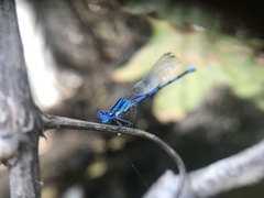 Argia tarascana