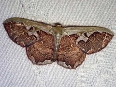Zythos turbata