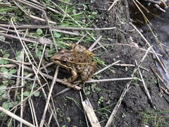 Lithobates yavapaiensis