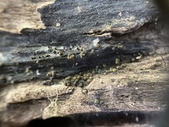 Pseudotrichia mutabilis