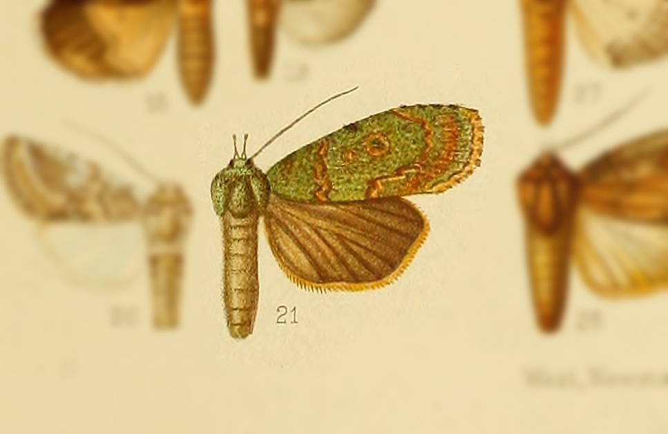 Plotheia elongata