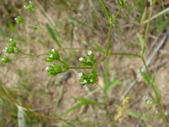Valerianella dentata
