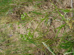Valerianella dentata