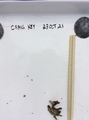 Porites divaricata