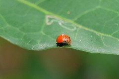 Chilocorus circumdatus
