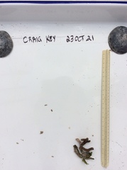 Porites divaricata