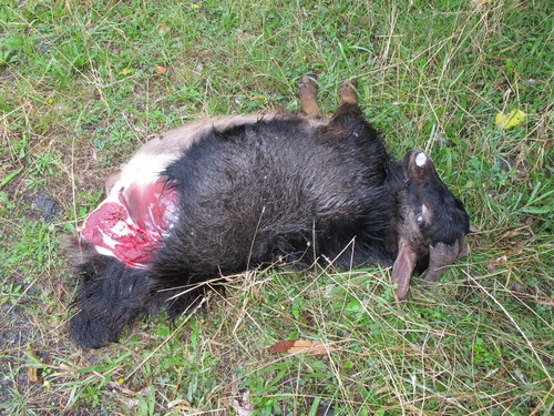 Capra hircus