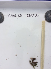 Porites divaricata